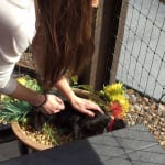 Danielle宠物接近时的猫吓坏了。在意识到Danielle有多酷之后，猫迅速加热并接受了注意力。150x150坦帕湾的人道社会